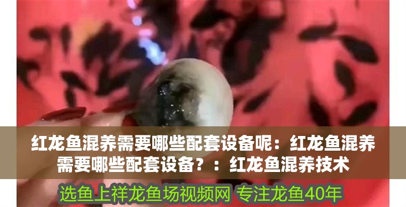 紅龍魚混養(yǎng)需要哪些配套設備呢：紅龍魚混養(yǎng)需要哪些配套設備？：紅龍魚混養(yǎng)技術