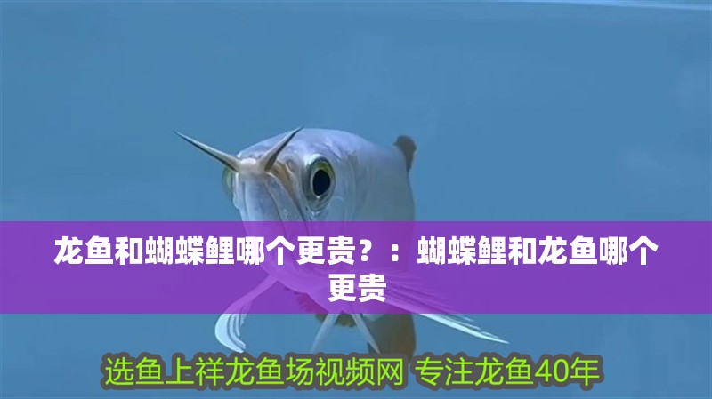 龍魚和蝴蝶鯉哪個更貴？：蝴蝶鯉和龍魚哪個更貴