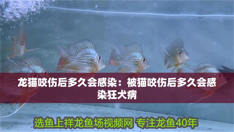 龍貓咬傷后多久會感染：被貓咬傷后多久會感染狂犬病