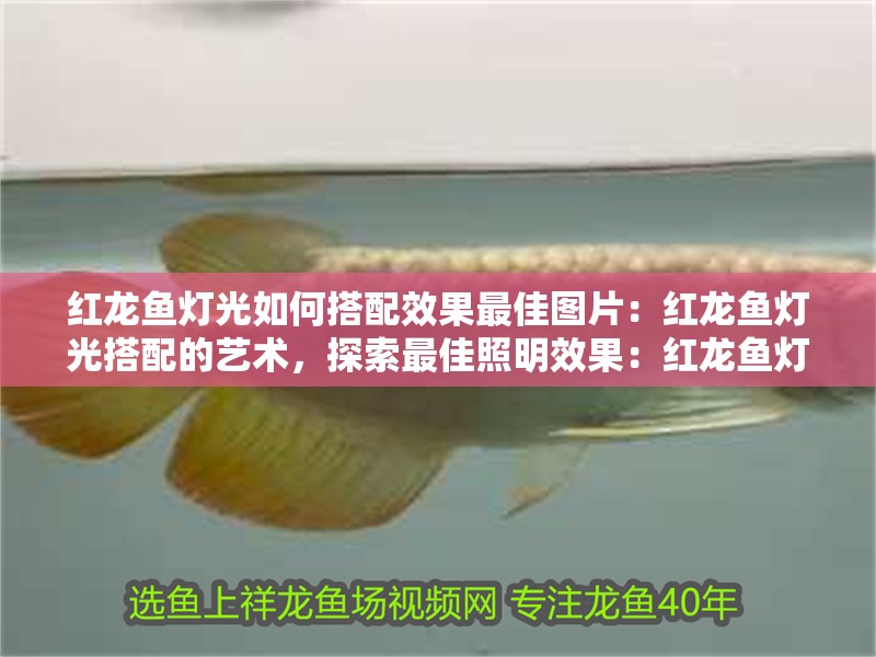 紅龍魚燈光如何搭配效果最佳圖片：紅龍魚燈光搭配的藝術(shù)，探索最佳照明效果：紅龍魚燈光搭配的藝術(shù)：紅龍魚燈光搭配的藝術(shù)：探索最佳照明效果