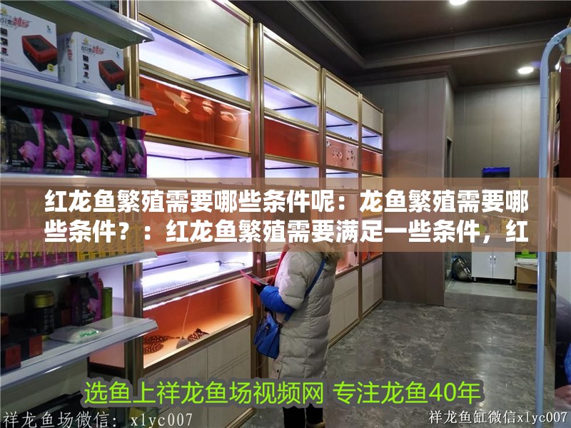 紅龍魚繁殖需要哪些條件呢：龍魚繁殖需要哪些條件？：紅龍魚繁殖需要滿足一些條件，紅龍魚繁殖需要滿足的條件