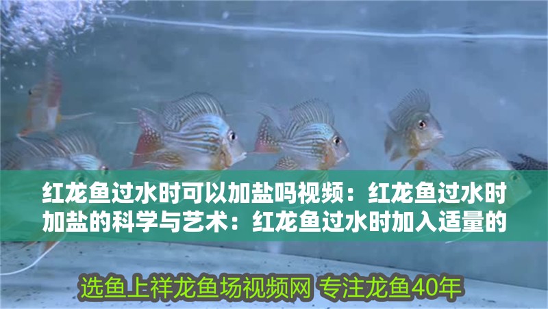 紅龍魚過水時可以加鹽嗎視頻：紅龍魚過水時加鹽的科學與藝術：紅龍魚過水時加入適量的食鹽是一種富有創(chuàng)意的做法