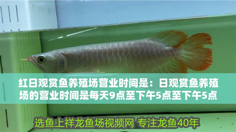 紅日觀賞魚養殖場營業時間是：日觀賞魚養殖場的營業時間是每天9點至下午5點至下午5點