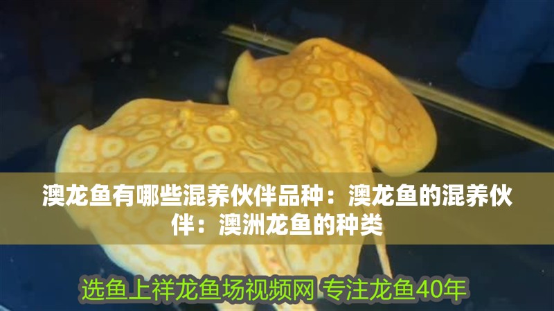 澳龍魚有哪些混養伙伴品種：澳龍魚的混養伙伴：澳洲龍魚的種類