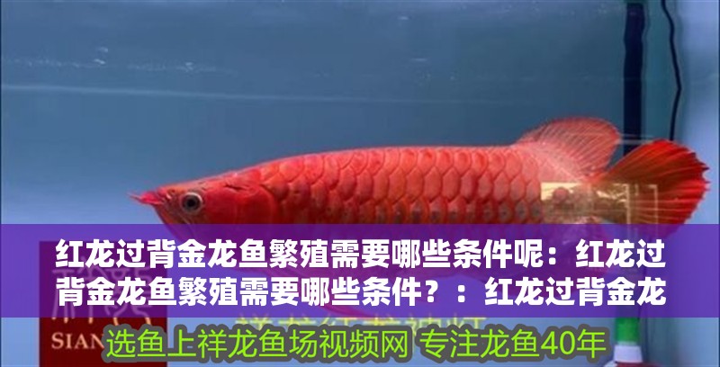 紅龍過背金龍魚繁殖需要哪些條件呢：紅龍過背金龍魚繁殖需要哪些條件？：紅龍過背金龍魚的光照條件