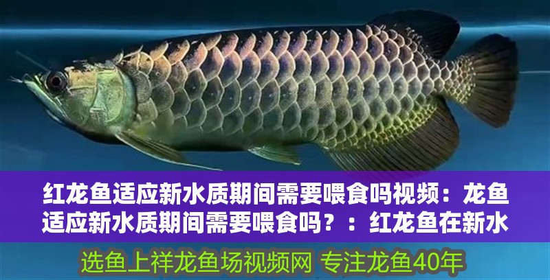 紅龍魚適應新水質期間需要喂食嗎視頻：龍魚適應新水質期間需要喂食嗎？：紅龍魚在新水質環境下是否應該繼續喂食