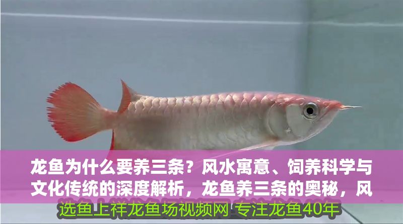 龍魚為什么要養三條？風水寓意、飼養科學與文化傳統的深度解析，龍魚養三條的奧秘，風水寓意、科學飼養與文化傳統的三重解讀
