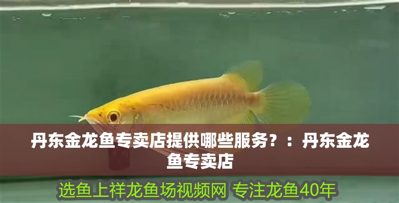 丹東金龍魚專賣店提供哪些服務？：丹東金龍魚專賣店 丹東金龍魚專賣店提供哪些服務？：丹東金龍魚專賣店 龍魚百科