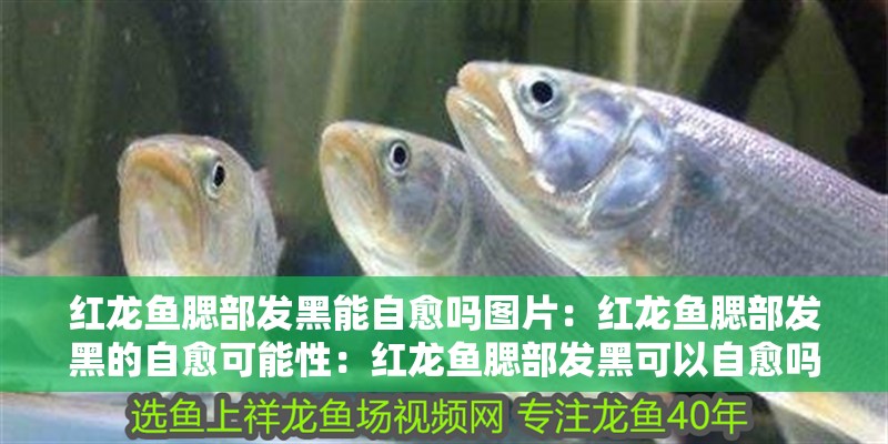 紅龍魚腮部發(fā)黑能自愈嗎圖片：紅龍魚腮部發(fā)黑的自愈可能性：紅龍魚腮部發(fā)黑可以自愈嗎