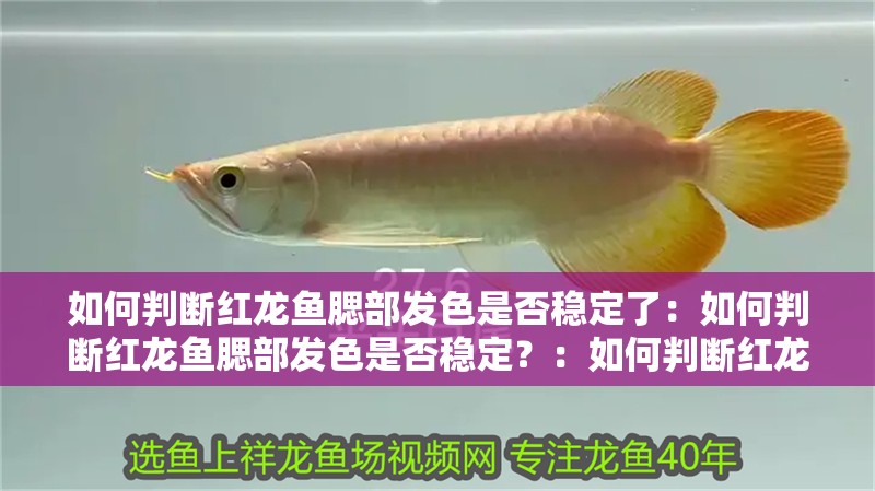 如何判斷紅龍魚腮部發色是否穩定了：如何判斷紅龍魚腮部發色是否穩定？：如何判斷紅龍魚的腮部發色是否穩定