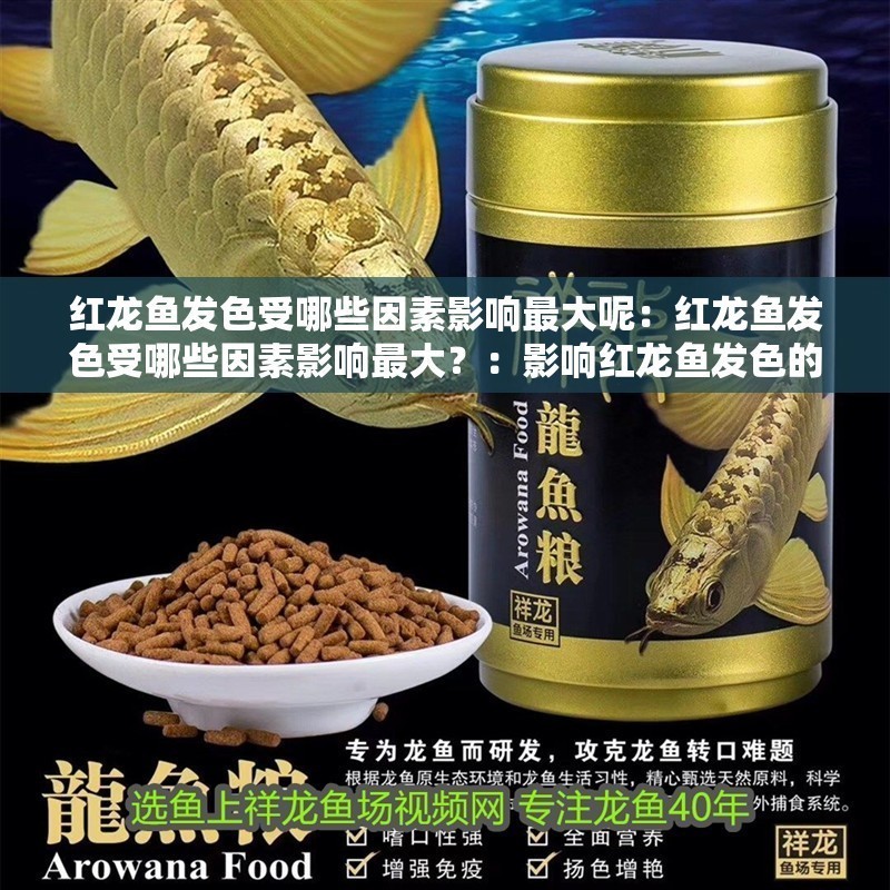 紅龍魚發色受哪些因素影響最大呢：紅龍魚發色受哪些因素影響最大？：影響紅龍魚發色的主要因素 紅龍魚發色受哪些因素影響最大呢：紅龍魚發色受哪些因素影響最大？：影響紅龍魚發色的主要因素 水族問答