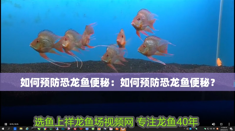 如何預(yù)防恐龍魚便秘：如何預(yù)防恐龍魚便秘？
