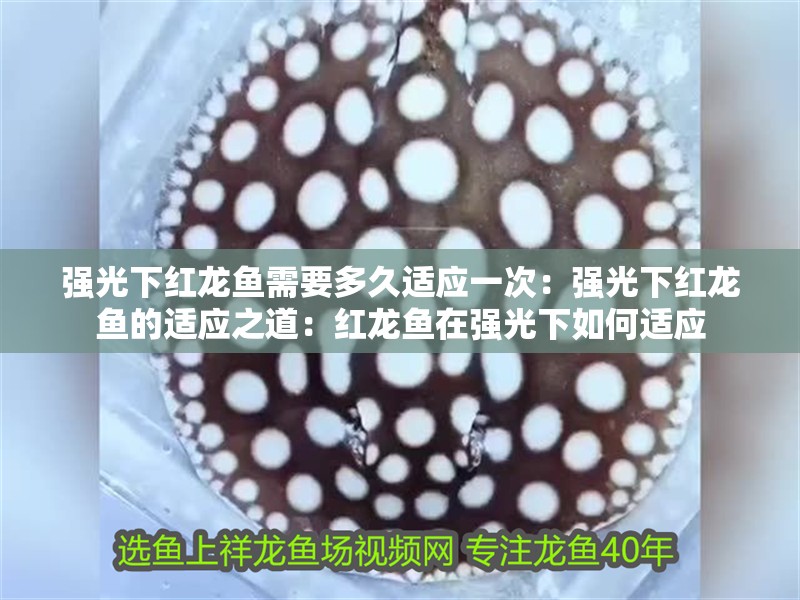 強光下紅龍魚需要多久適應一次：強光下紅龍魚的適應之道：紅龍魚在強光下如何適應