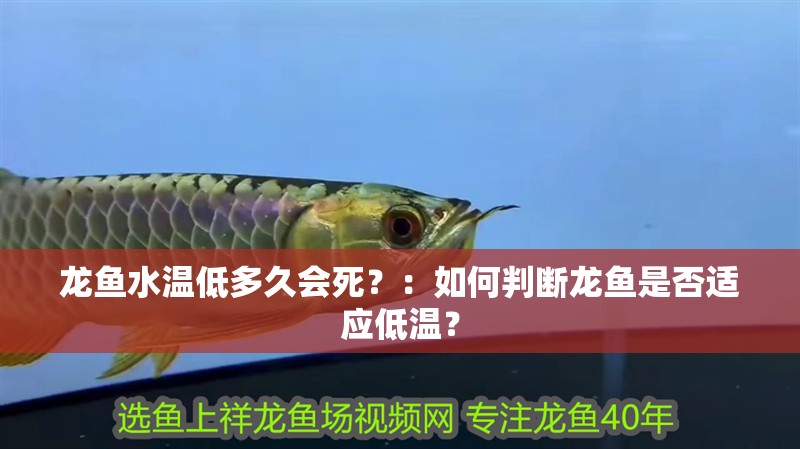 龍魚水溫低多久會死？：如何判斷龍魚是否適應低溫？