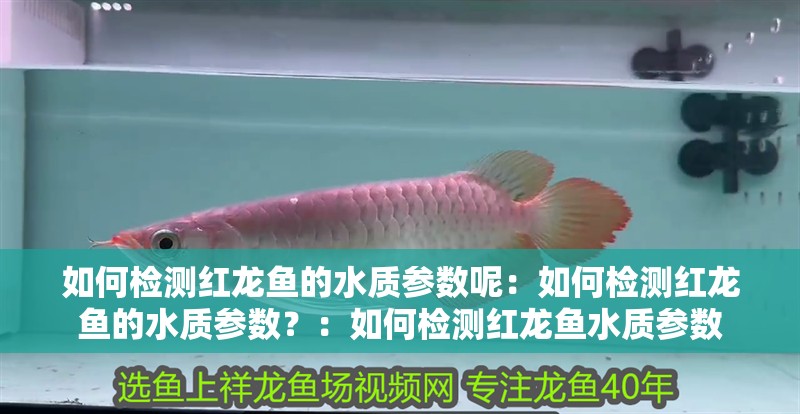 如何檢測(cè)紅龍魚的水質(zhì)參數(shù)呢：如何檢測(cè)紅龍魚的水質(zhì)參數(shù)？：如何檢測(cè)紅龍魚水質(zhì)參數(shù)
