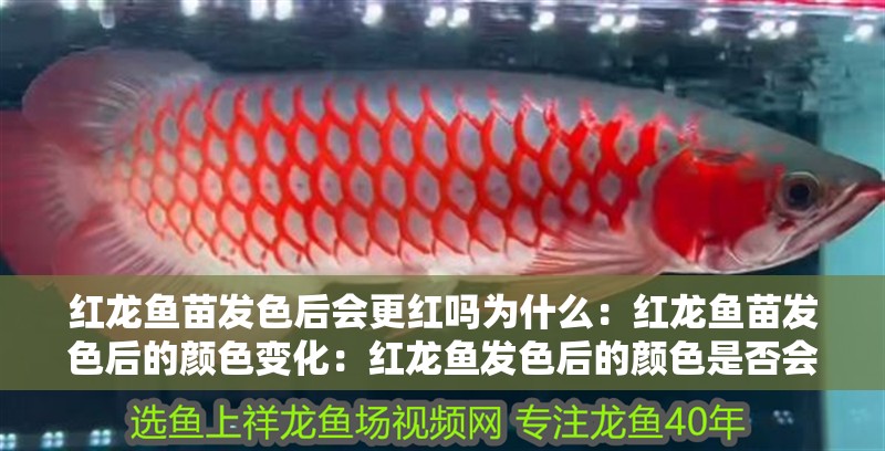 紅龍魚苗發色后會更紅嗎為什么：紅龍魚苗發色后的顏色變化：紅龍魚發色后的顏色是否會變得更加鮮艷呢？