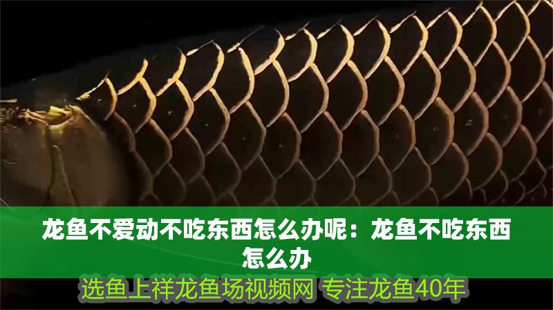 龍魚不愛動不吃東西怎么辦呢：龍魚不吃東西怎么辦