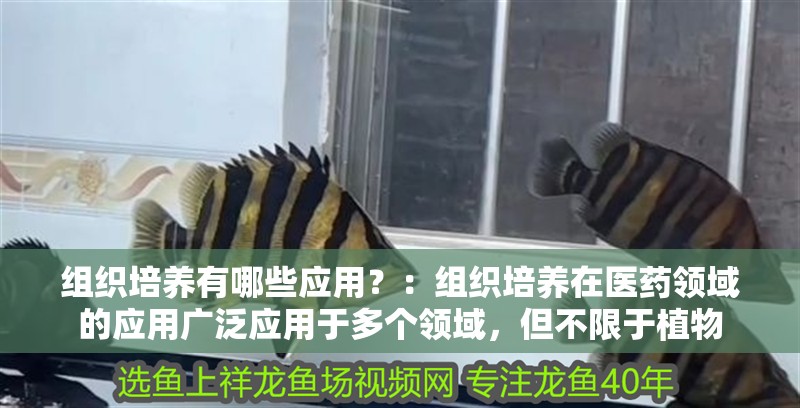 組織培養(yǎng)有哪些應(yīng)用？：組織培養(yǎng)在醫(yī)藥領(lǐng)域的應(yīng)用廣泛應(yīng)用于多個(gè)領(lǐng)域，但不限于植物