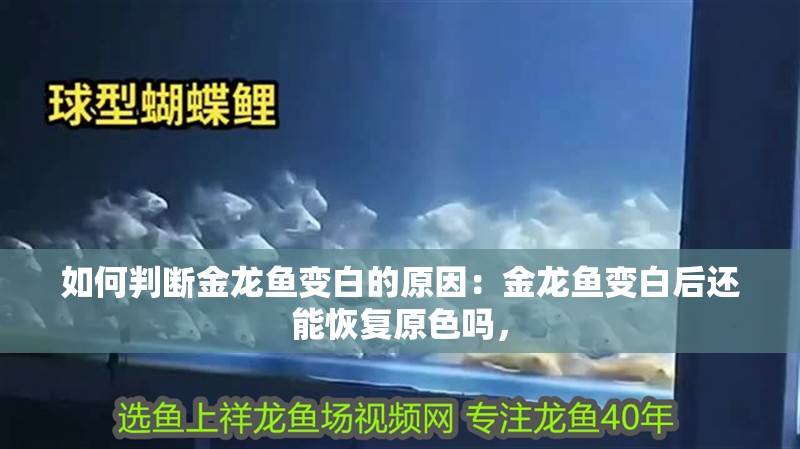 如何判斷金龍魚變白的原因：金龍魚變白后還能恢復(fù)原色嗎，