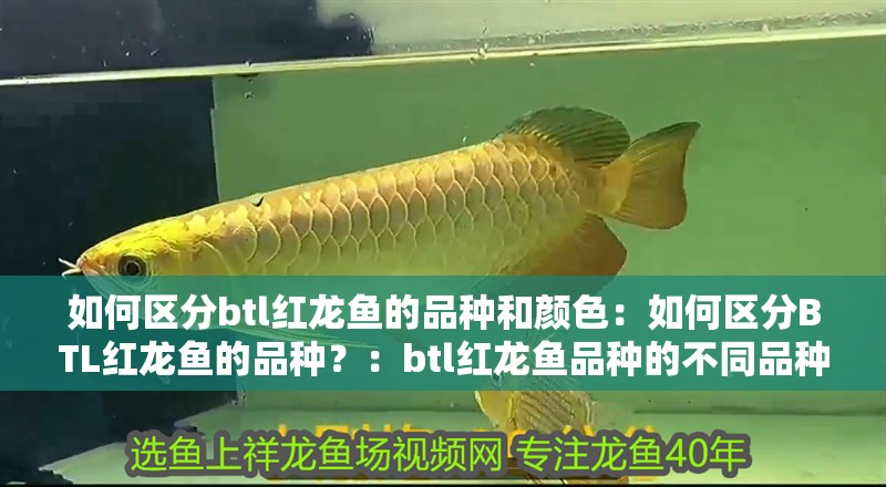 如何區分btl紅龍魚的品種和顏色：如何區分BTL紅龍魚的品種？：btl紅龍魚品種的不同品種的紅龍魚品種和鱗片的區別