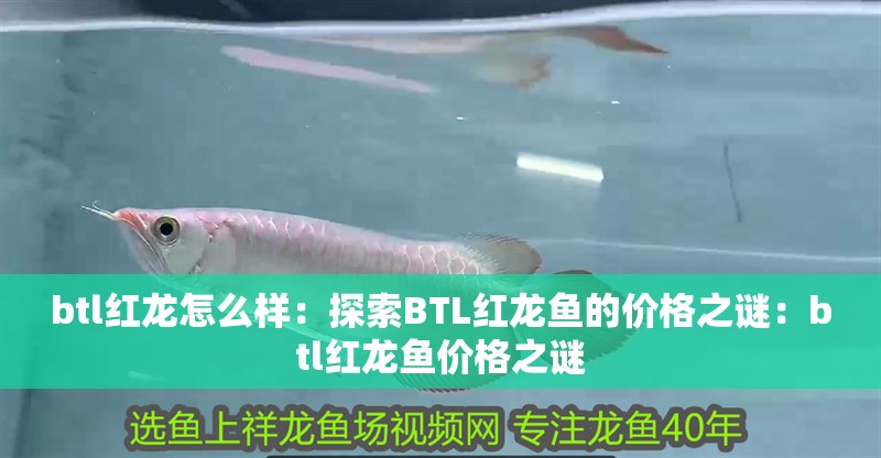 btl紅龍怎么樣：探索BTL紅龍魚的價格之謎：btl紅龍魚價格之謎