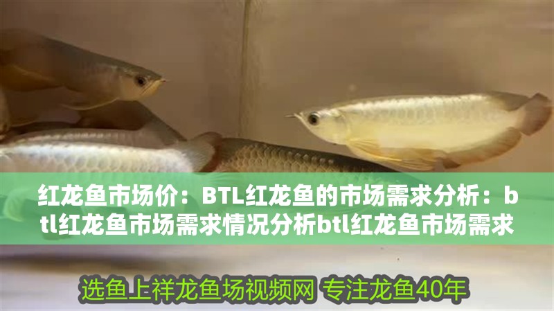 紅龍魚市場價：BTL紅龍魚的市場需求分析：btl紅龍魚市場需求情況分析btl紅龍魚市場需求情況
