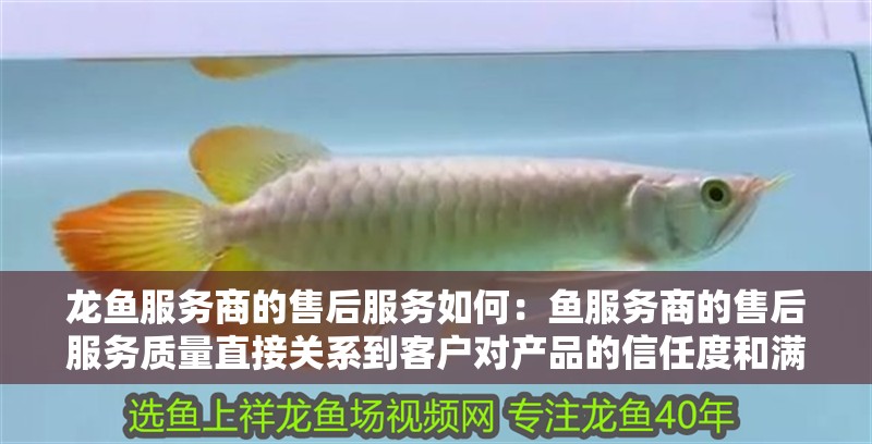 魚缸用增氧泵價格是多少:魚缸增氧機-xtrac增氧機-xtrac增氧機 龍魚服務商的售后服務如何:魚服務商的售后服務質量直接關系到客戶對產品的信任度和滿意度 龍魚百科 龍魚服務商的售后服務如何:魚服務商的售后服務質量直接關系到客戶對產品的信任度和滿意度 龍魚服務商的售后服務如何:魚服務商的售后服務質量直接關系到客戶對產品的信任度和滿意度 龍魚百科