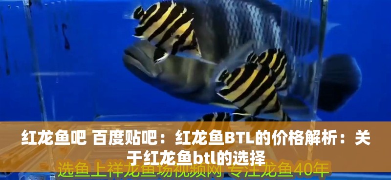 紅龍魚(yú)吧 百度貼吧：紅龍魚(yú)BTL的價(jià)格解析：關(guān)于紅龍魚(yú)btl的選擇