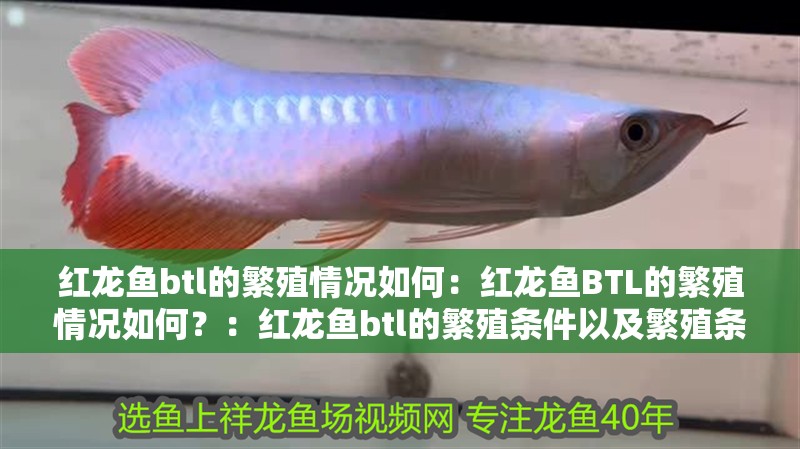 紅龍魚btl的繁殖情況如何：紅龍魚BTL的繁殖情況如何？：紅龍魚btl的繁殖條件以及繁殖條件以及繁殖條件以及繁殖條件