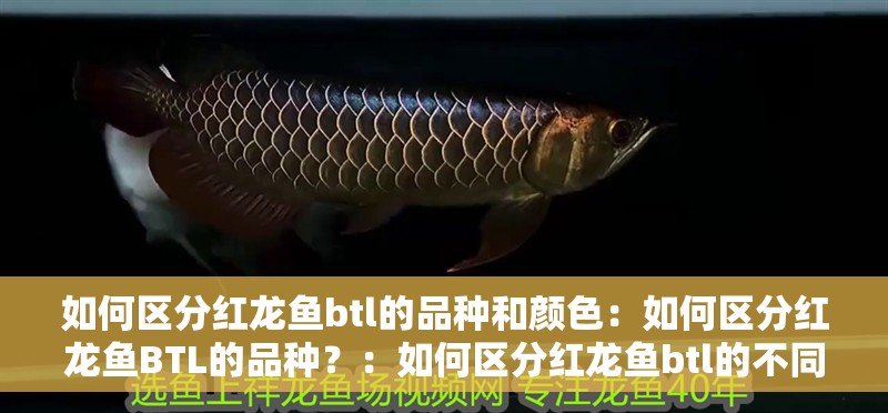 如何區(qū)分紅龍魚btl的品種和顏色：如何區(qū)分紅龍魚BTL的品種？：如何區(qū)分紅龍魚btl的不同品種
