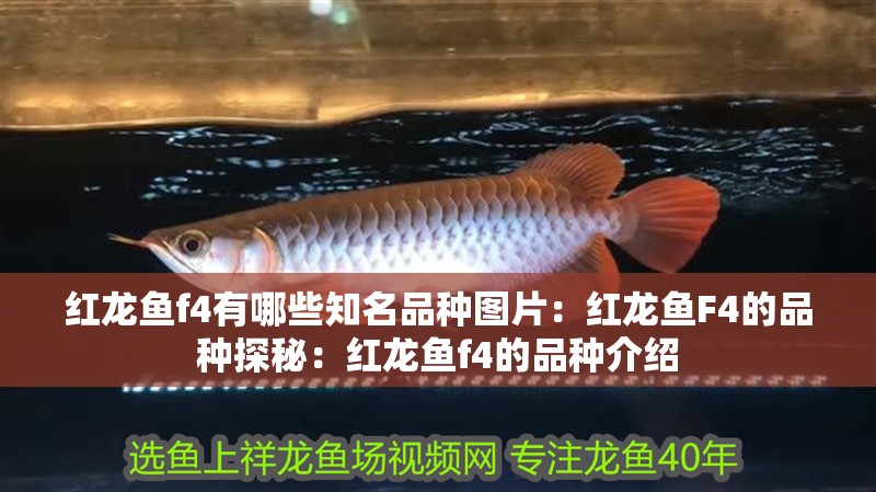 紅龍魚f4有哪些知名品種圖片：紅龍魚F4的品種探秘：紅龍魚f4的品種介紹