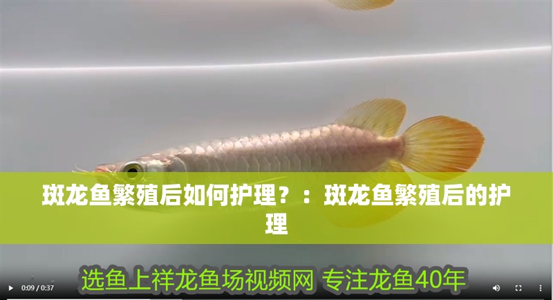 斑龍魚繁殖后如何護理？：斑龍魚繁殖后的護理