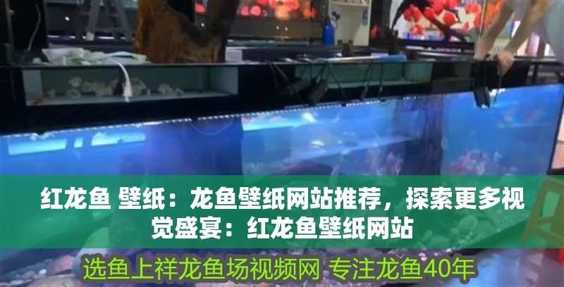 紅龍魚 壁紙：龍魚壁紙網站推薦，探索更多視覺盛宴：紅龍魚壁紙網站