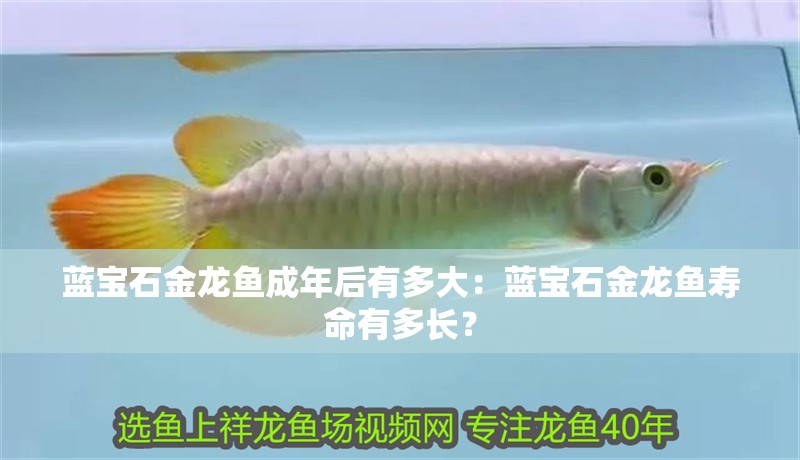 藍寶石金龍魚成年后有多大：藍寶石金龍魚壽命有多長？