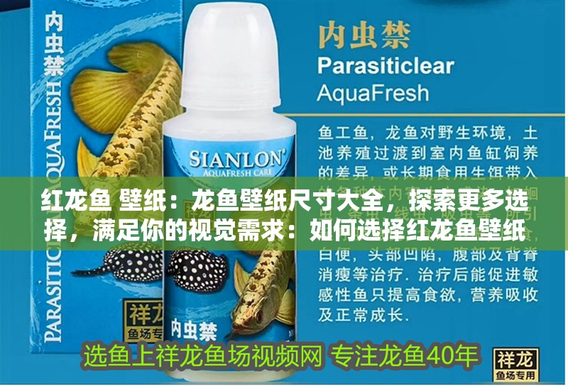 紅龍魚 壁紙：龍魚壁紙尺寸大全，探索更多選擇，滿足你的視覺需求：如何選擇紅龍魚壁紙