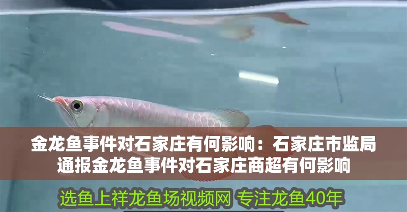 金龍魚事件對石家莊有何影響：石家莊市監局通報金龍魚事件對石家莊商超有何影響 金龍魚事件對石家莊有何影響：石家莊市監局通報金龍魚事件對石家莊商超有何影響 龍魚百科