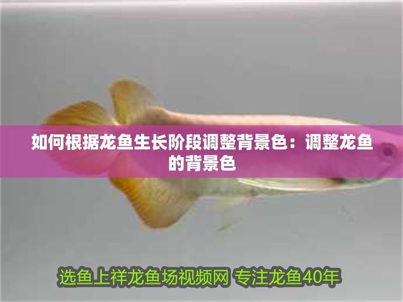 如何根據龍魚生長階段調整背景色：調整龍魚的背景色 如何根據龍魚生長階段調整背景色：調整龍魚的背景色 龍魚百科