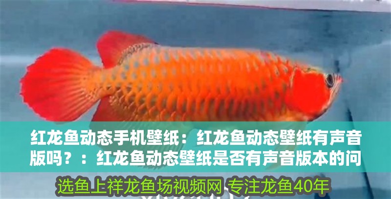 紅龍魚動態手機壁紙：紅龍魚動態壁紙有聲音版嗎？：紅龍魚動態壁紙是否有聲音版本的問題，紅龍魚動態壁紙有聲音版嗎