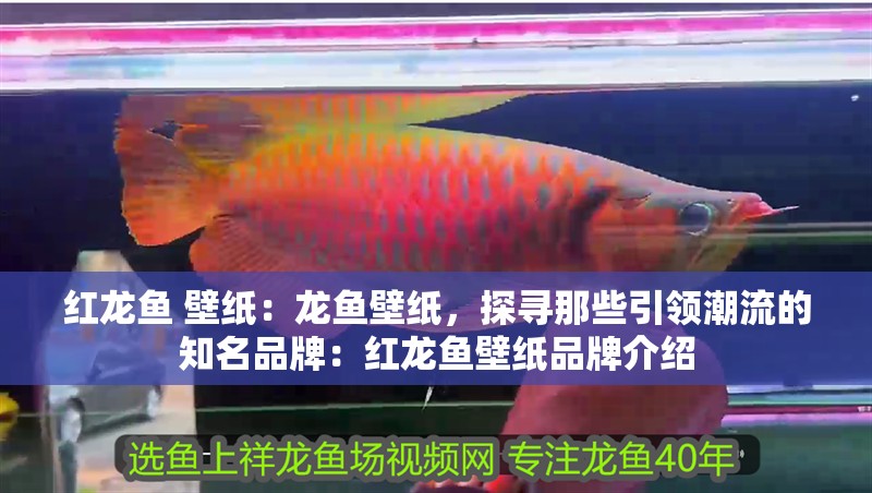 紅龍魚 壁紙：龍魚壁紙，探尋那些引領潮流的知名品牌：紅龍魚壁紙品牌介紹