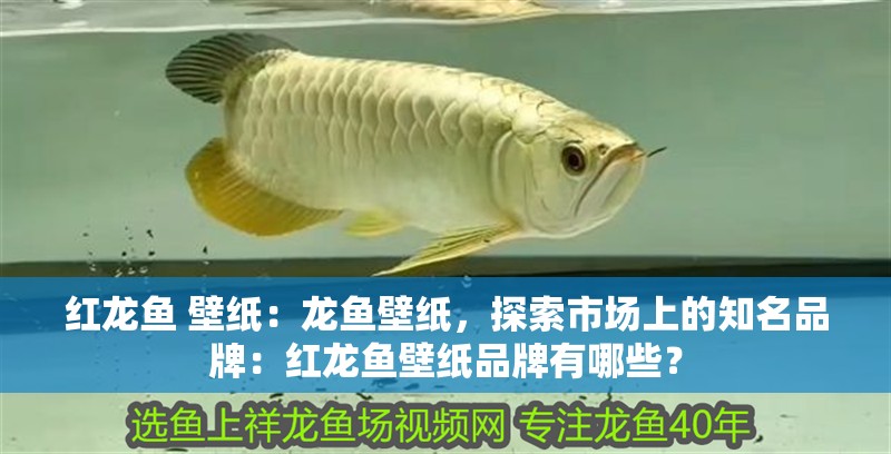 紅龍魚 壁紙：龍魚壁紙，探索市場上的知名品牌：紅龍魚壁紙品牌有哪些？