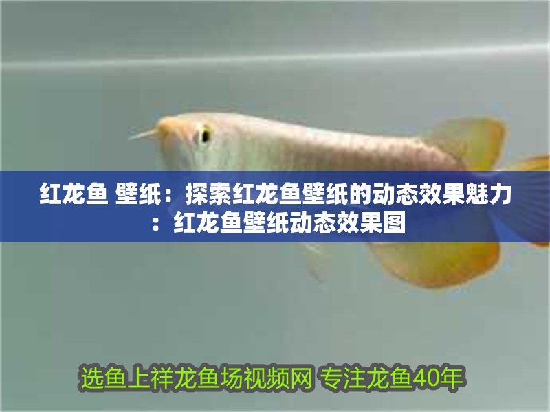 紅龍魚 壁紙：探索紅龍魚壁紙的動(dòng)態(tài)效果魅力：紅龍魚壁紙動(dòng)態(tài)效果圖