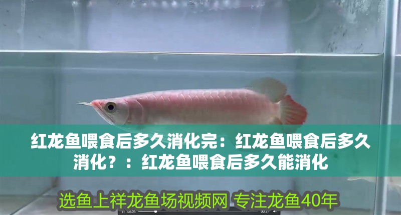 紅龍魚喂食后多久消化完：紅龍魚喂食后多久消化？：紅龍魚喂食后多久能消化