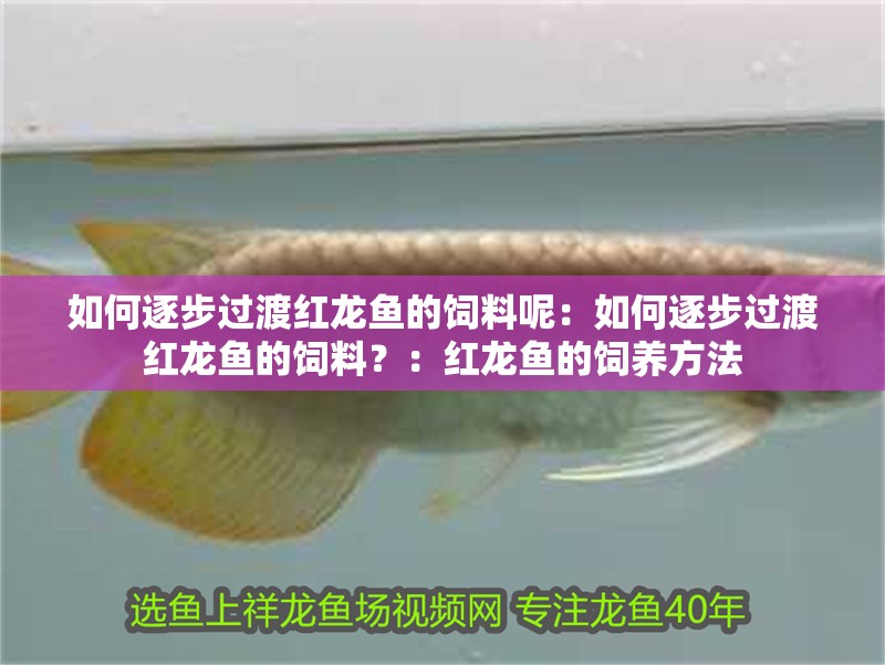 如何逐步過渡紅龍魚的飼料呢：如何逐步過渡紅龍魚的飼料？：紅龍魚的飼養方法