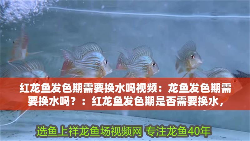 紅龍魚發色期需要換水嗎視頻：龍魚發色期需要換水嗎？：紅龍魚發色期是否需要換水，