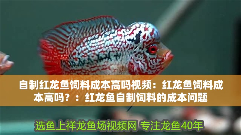 自制紅龍魚飼料成本高嗎視頻：紅龍魚飼料成本高嗎？：紅龍魚自制飼料的成本問(wèn)題
