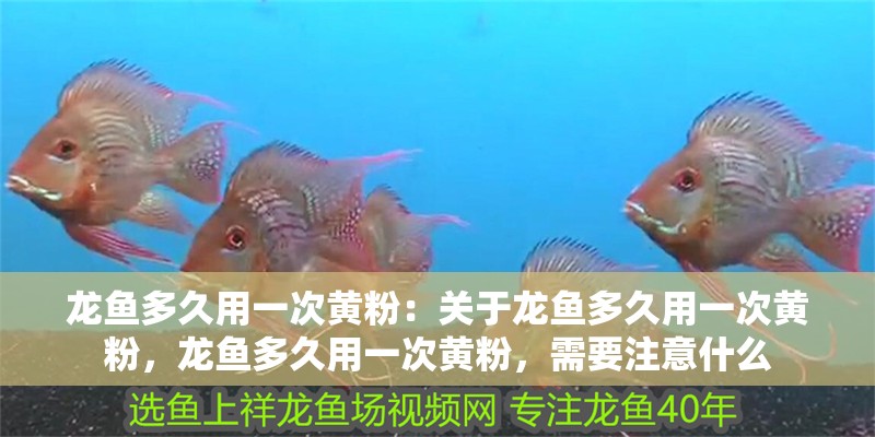 龍魚多久用一次黃粉：關于龍魚多久用一次黃粉，龍魚多久用一次黃粉，需要注意什么 龍魚多久用一次黃粉：關于龍魚多久用一次黃粉，龍魚多久用一次黃粉，需要注意什么 龍魚百科