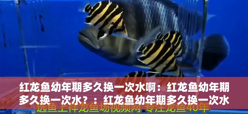 紅龍魚幼年期多久換一次水啊：紅龍魚幼年期多久換一次水？：紅龍魚幼年期多久換一次水