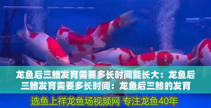 龍魚后三鰭發育需要多長時間能長大：龍魚后三鰭發育需要多長時間：龍魚后三鰭的發育