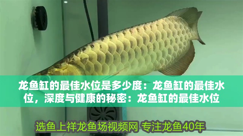 龍魚缸的最佳水位是多少度：龍魚缸的最佳水位，深度與健康的秘密：龍魚缸的最佳水位