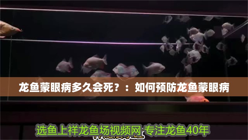 龍魚蒙眼病多久會(huì)死？：如何預(yù)防龍魚蒙眼病 龍魚蒙眼病多久會(huì)死？：如何預(yù)防龍魚蒙眼病 龍魚百科